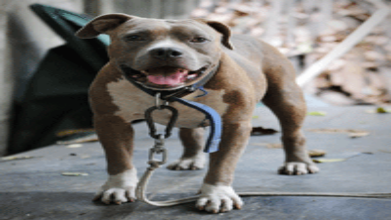 Hire a Dog Bite Attack Lawyer to Prove an Animal’s Vicious Nature